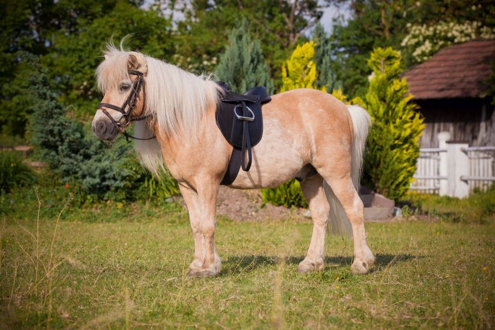 Siodło wszechstronne, roz. Pony, 15,0, czarny, komplet, Covalliero" - Cavalo